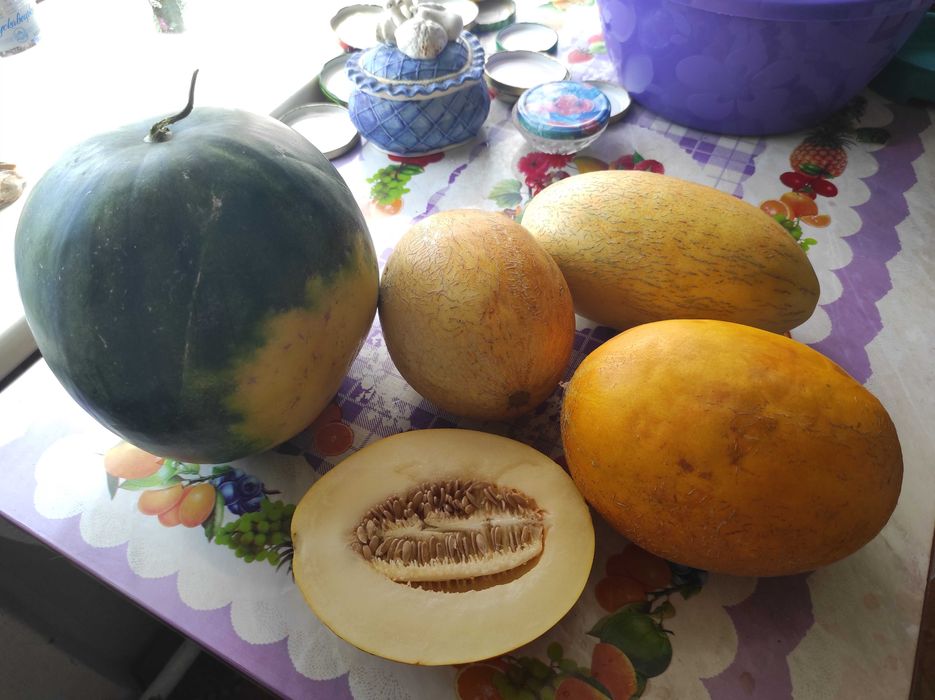 Насіння кавуна, дині