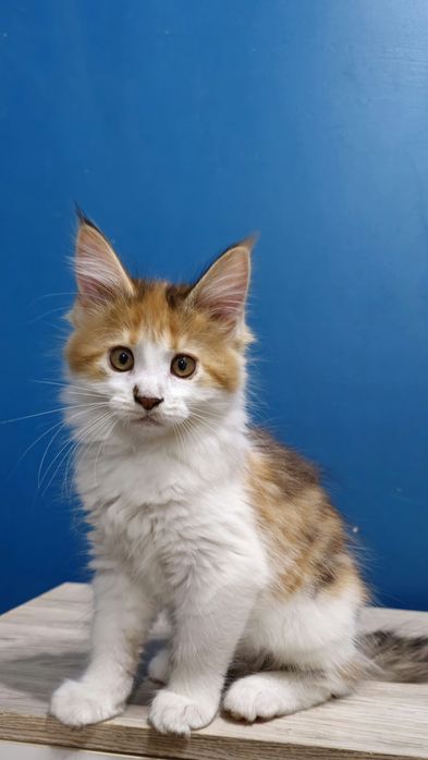 Szylkretowa Koteczka Maine Coon