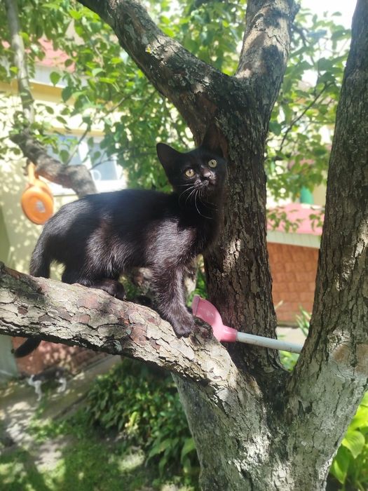 Чорна дівчинка 2,5 місяців