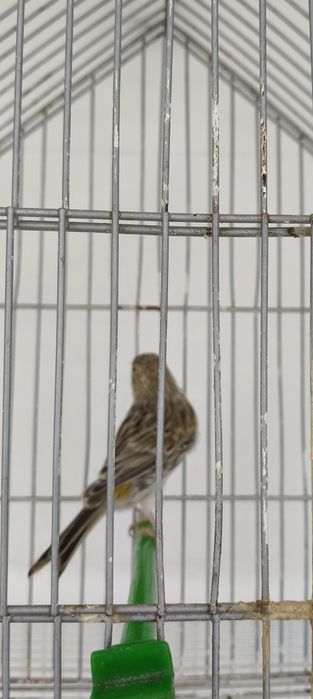 Vendo fêmea de canário