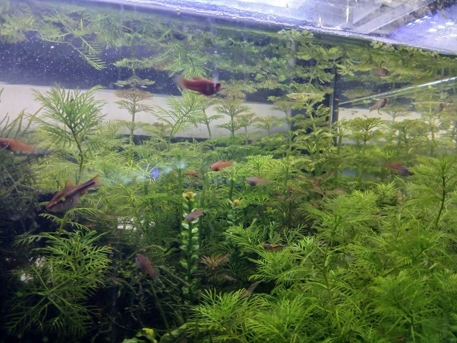 Peixe espada agua quente