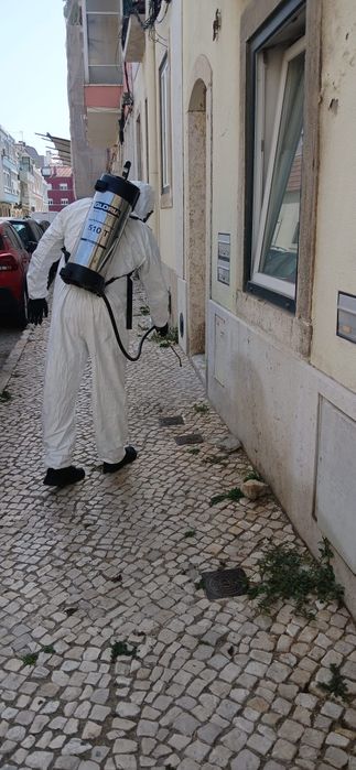Desinfestação de baratas