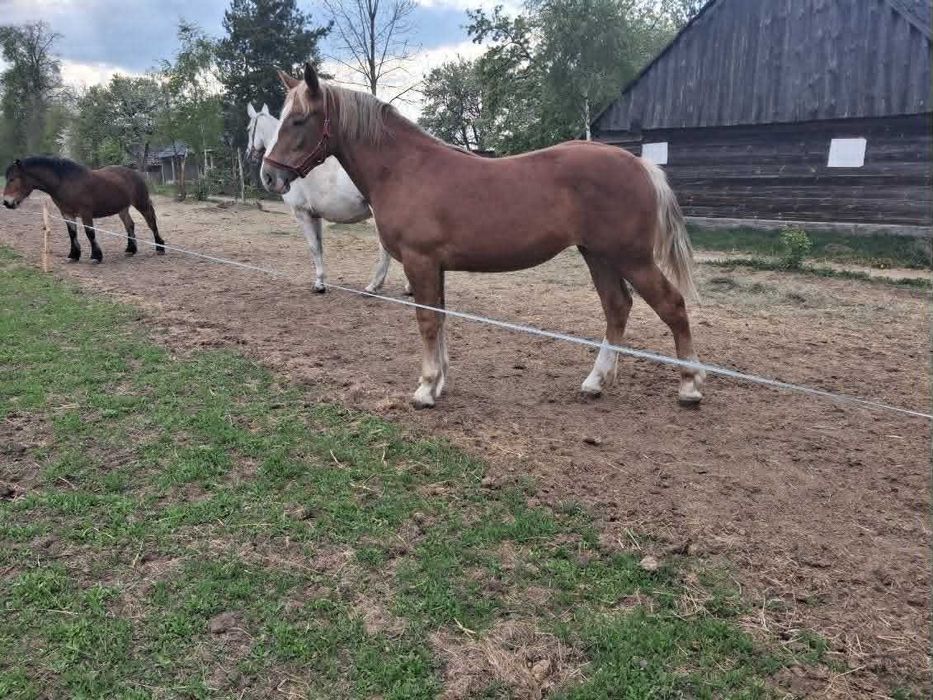 Sprzedam 4 klaczki