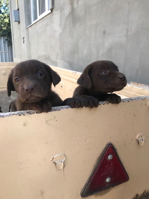 Чистокровні цуценята лабрадора 1,5 місяців