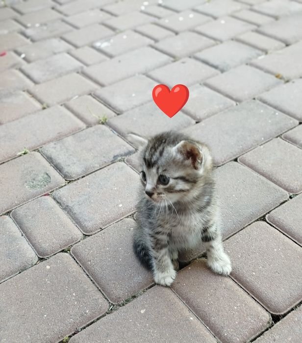 Котята бесплатно 2 мальчика и девочки для удачи ,ДР 26 апреля, чистые