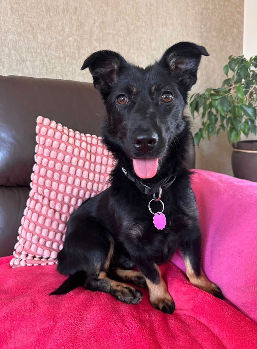 Janka - urocza sunia do adopcji!