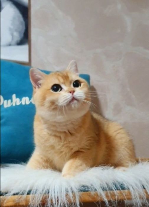 Золотой британский шиншилла