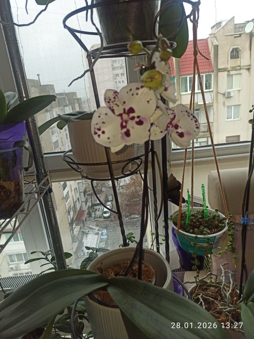 I-Shin Dream bubble фаленопсис орхидея Биг лип