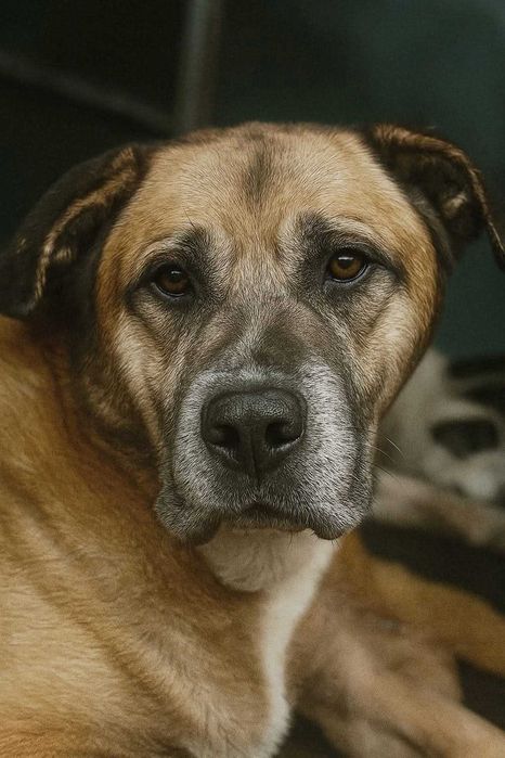 POPEYE (Macho, 7 Anos) - Para Adoção