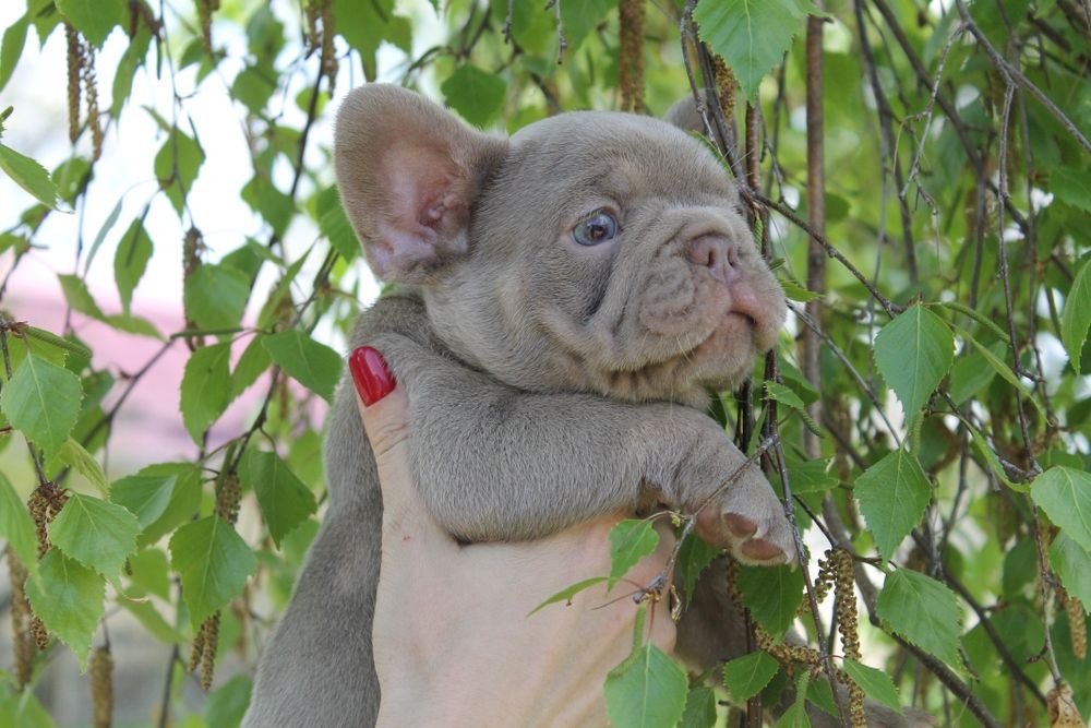 Хлопчик віп якість