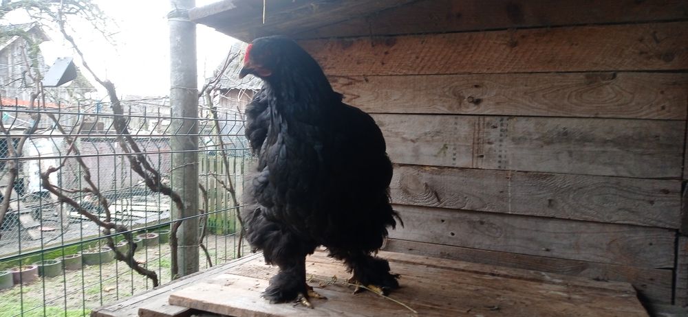 Кури та півники чорного кохінхіна