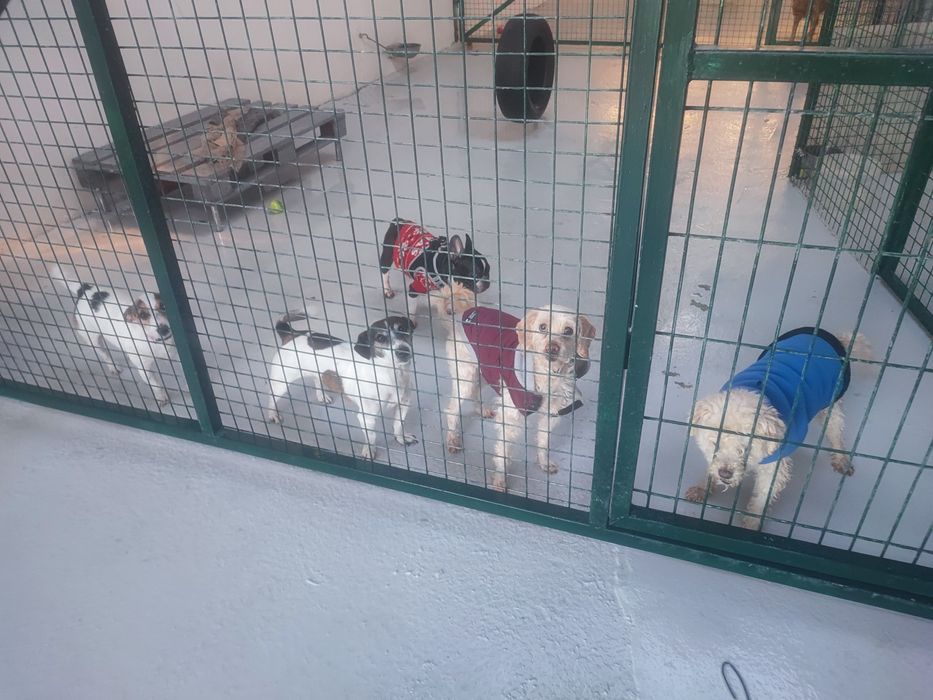 Hotel para cães.