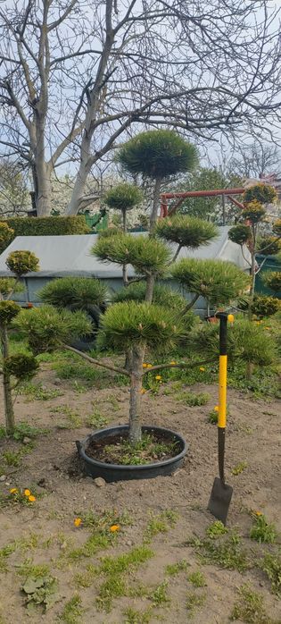 Drzewka bonsai sosna jałowiec  cyprysik