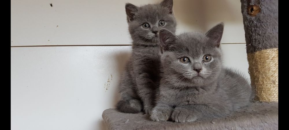 Śliczne Cudowne Kotki Brytyjskie Niebieskie Krótkowłose z PRAWEM HODOWLANYM