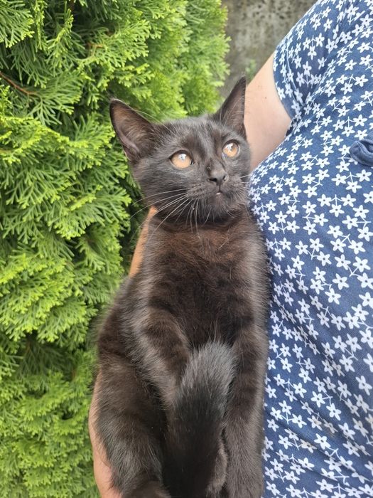 Віддам в добрі руки  кошеня, хлопчик