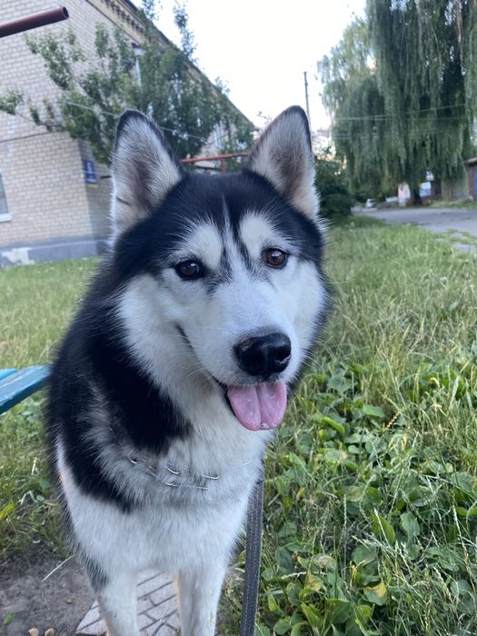 Отдам в добрые руки