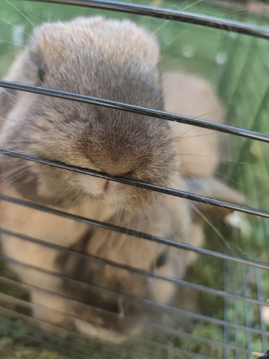 Samiczka Mini Lop