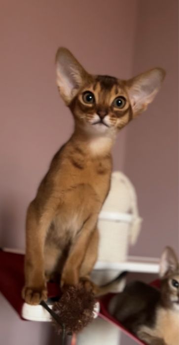 Абиссинский котенок дикого окраса