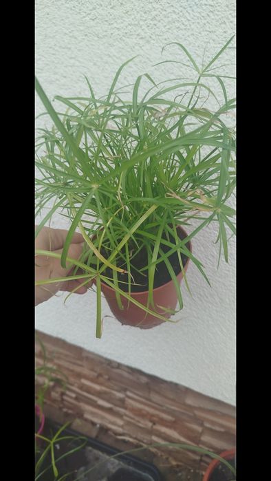 Papirus cyperus polecam