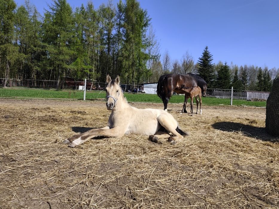 Piękny niczym Mustang! Bułany ogierek Quarab arab, qh