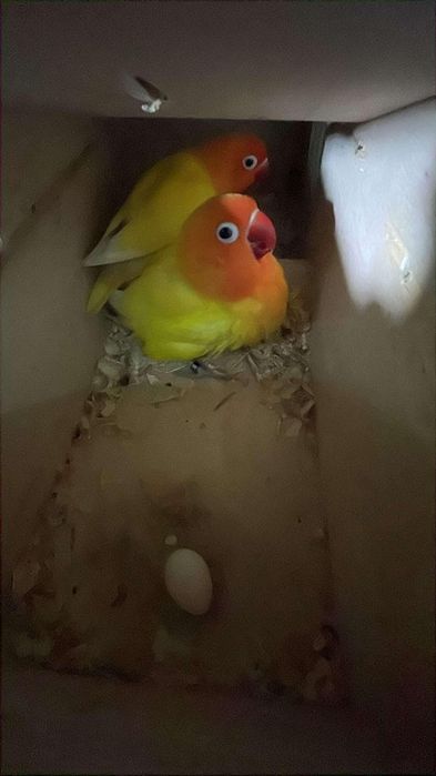 Agapone fisher lutino