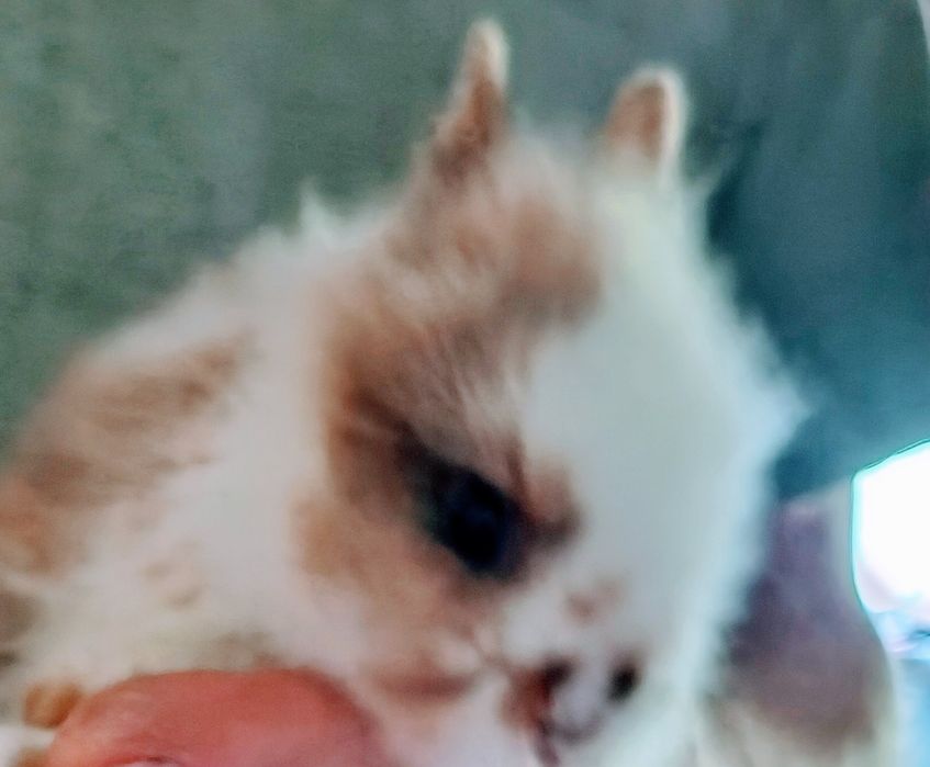 Miniatury króliczków angor, Karzełek Teddy