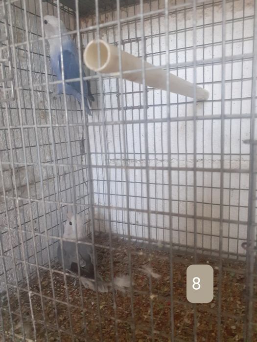 Casais de rossicolis