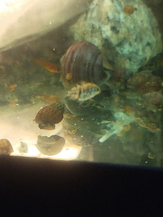 Мальки рыбок сапфирового попугая