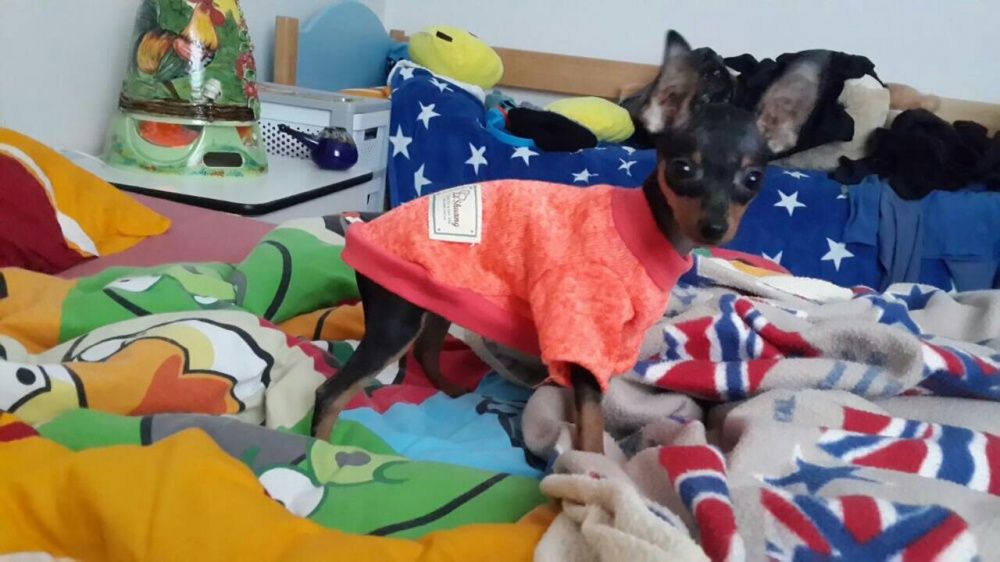 Одноцветный свитер для собак