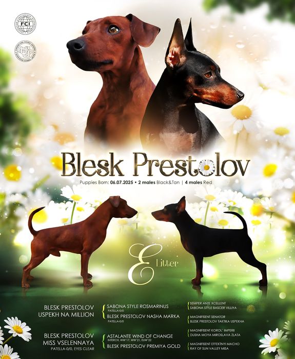 Цвергпінчер хлопчики з родоводом КСУ/FCI.