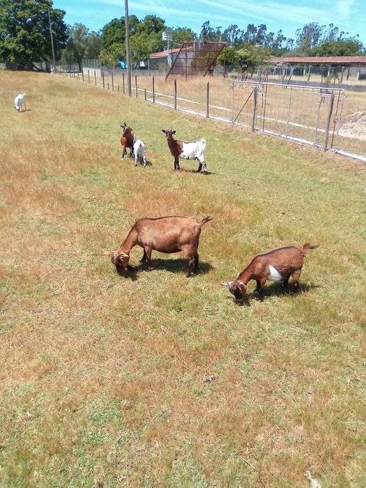 Vendo cabrito anão