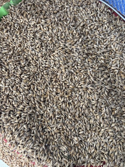 Sprzedam jęczmień jary