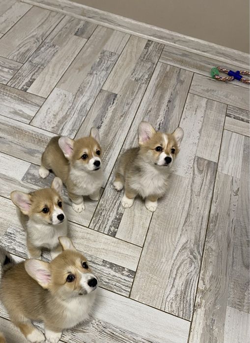 Вельш корг, малята