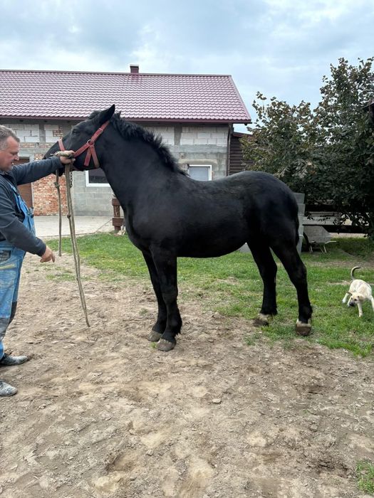 Konie zimnokrwiste