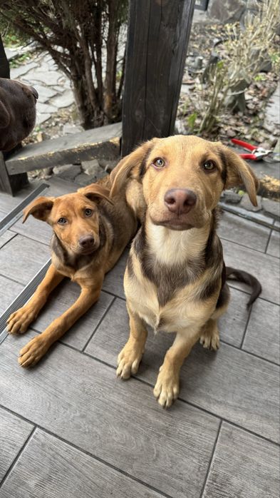 Віддам в добрі руки цуциків