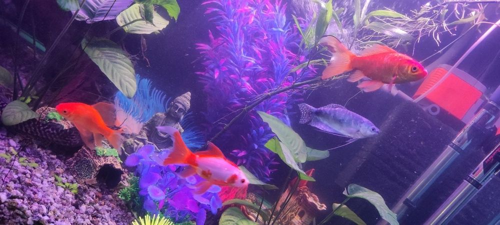 Продам рыбок комет