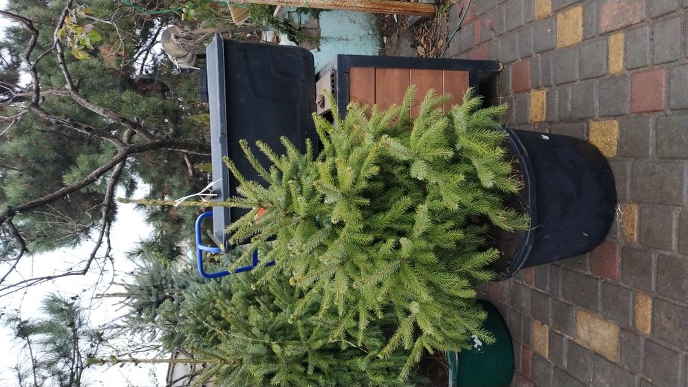 Ялинка Сербська picea omorika