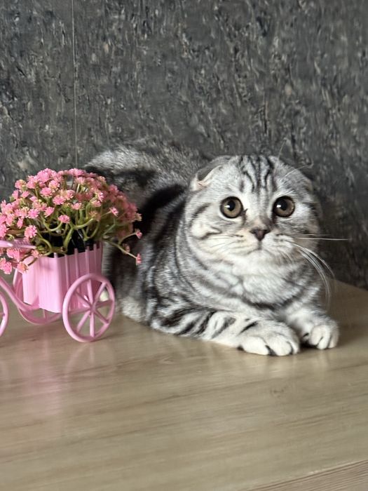 Шотландська висловуха мармурова дівчинка