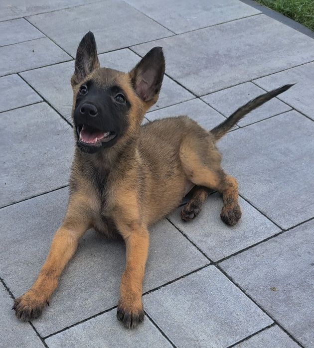 Owczarek belgijski Malinois - pies