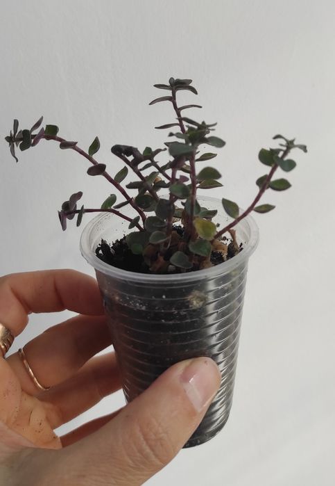 Фікус бенжаміна Twilight, Moclame, традесканція, калізія