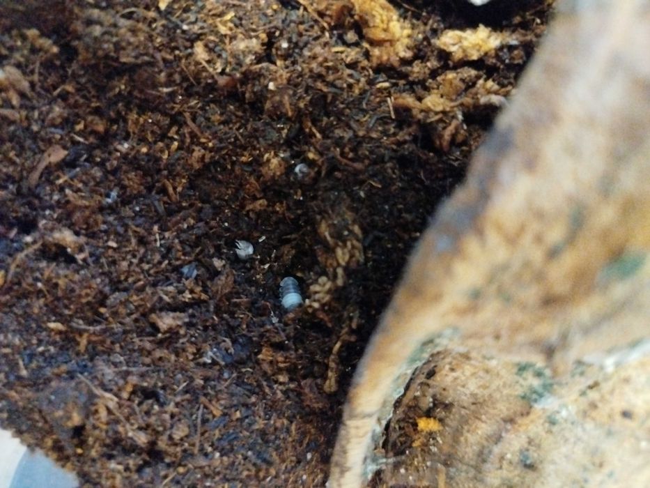 Cubaris Panda prosionki 15 sztuk