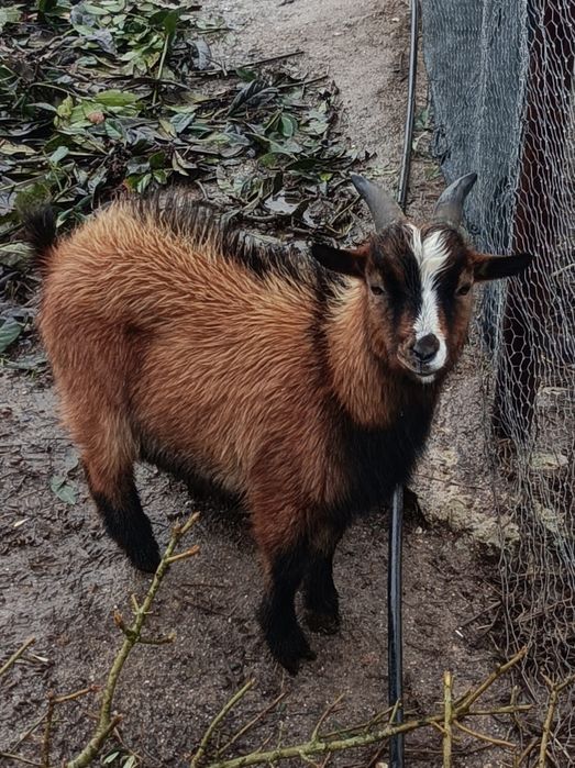 Vendo Cabrito Anão