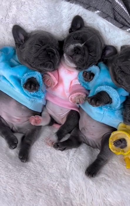 Французький бульдог