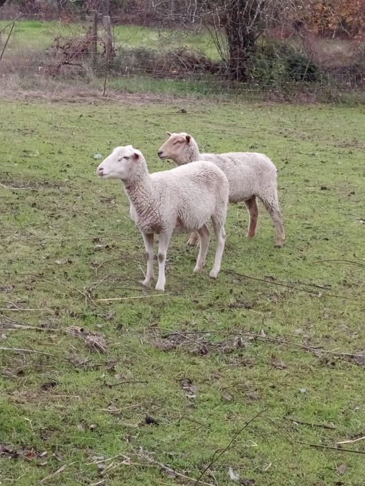 Ovelhas cheias e 1 macho