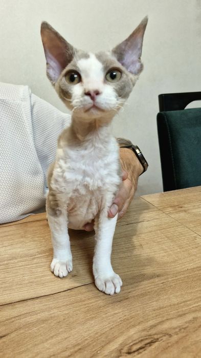 Liliowy Dropsik devon Rex