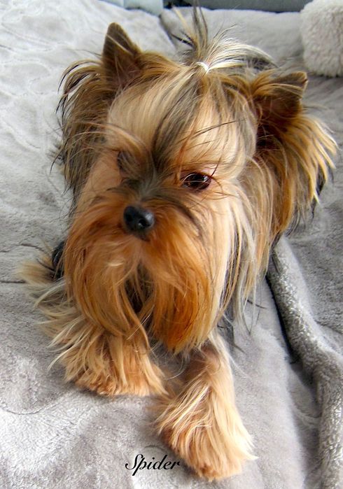 York chłopczyki z Bolesławca .