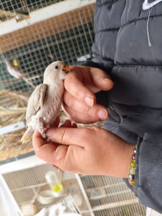 Agaponis roseicollis canela