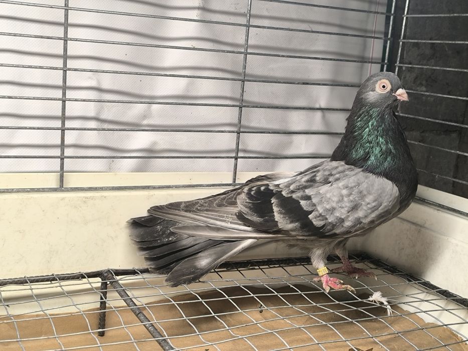 Samiec zamojski bury, kawowy