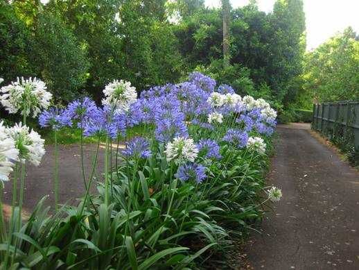 Vendo agapanthus
