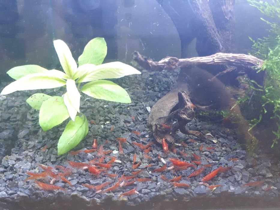 krewetki neocaridina red cherry / czerwone